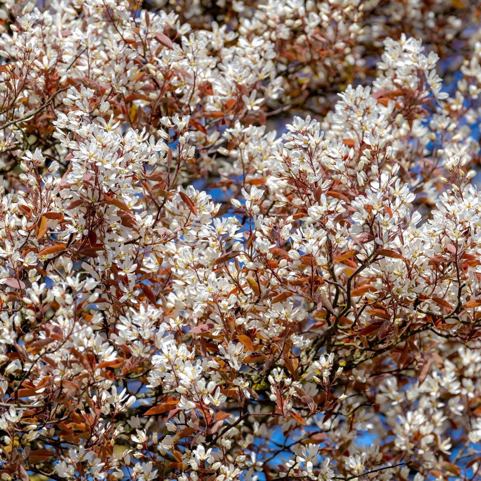 Amelanchier (Juneberry or Snowy Mespilus)