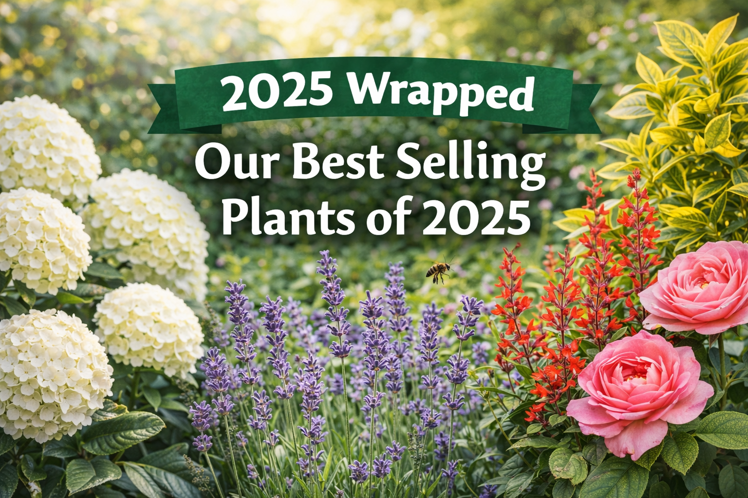 2025 Wrapped - Our Best Selling Plants of 2025