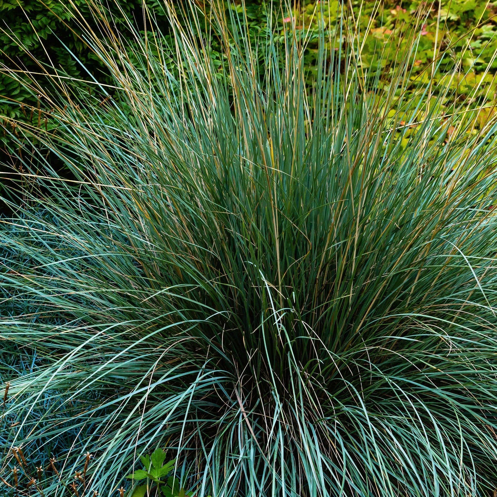 Festuca