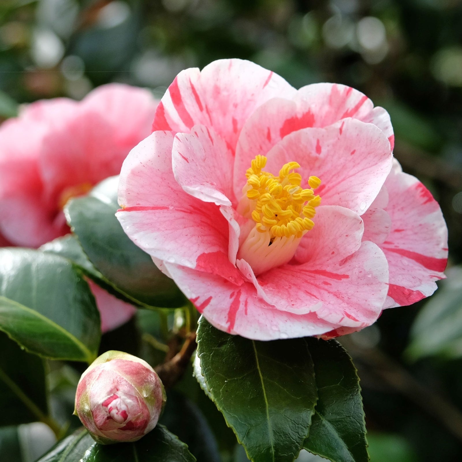 Evergreen & Flowering Plants