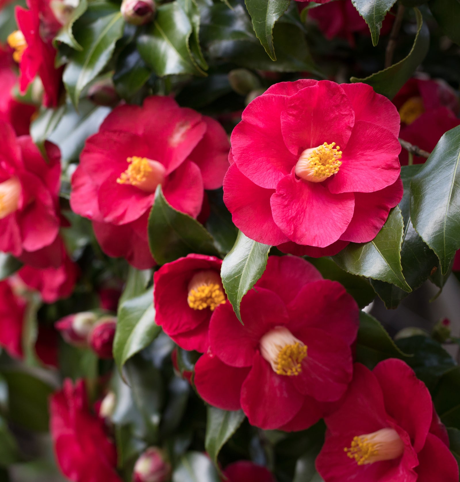 Plants in flower this month (February)