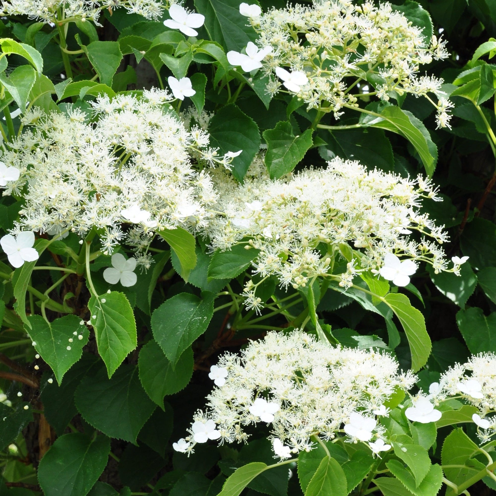 Climbers for shade