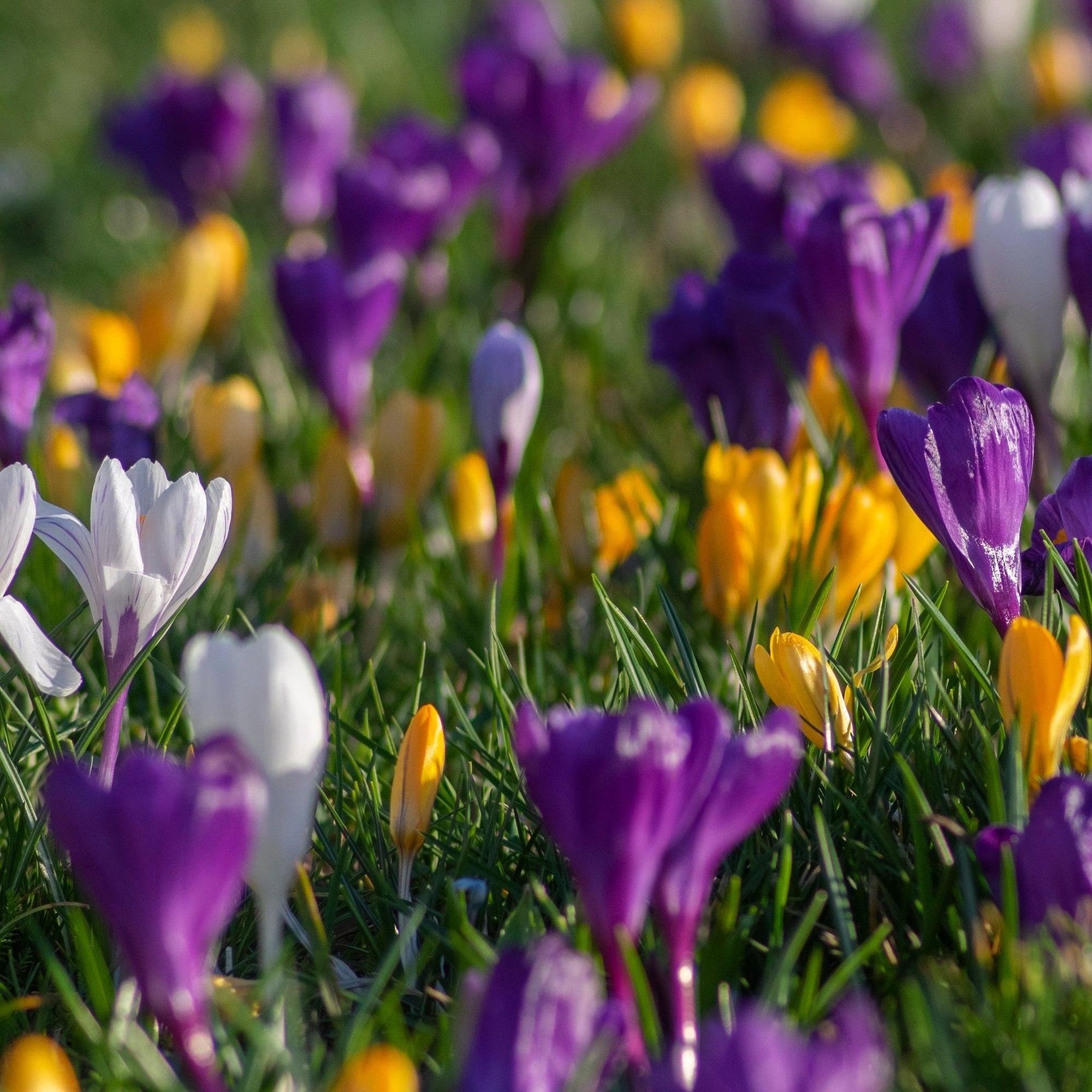Crocus