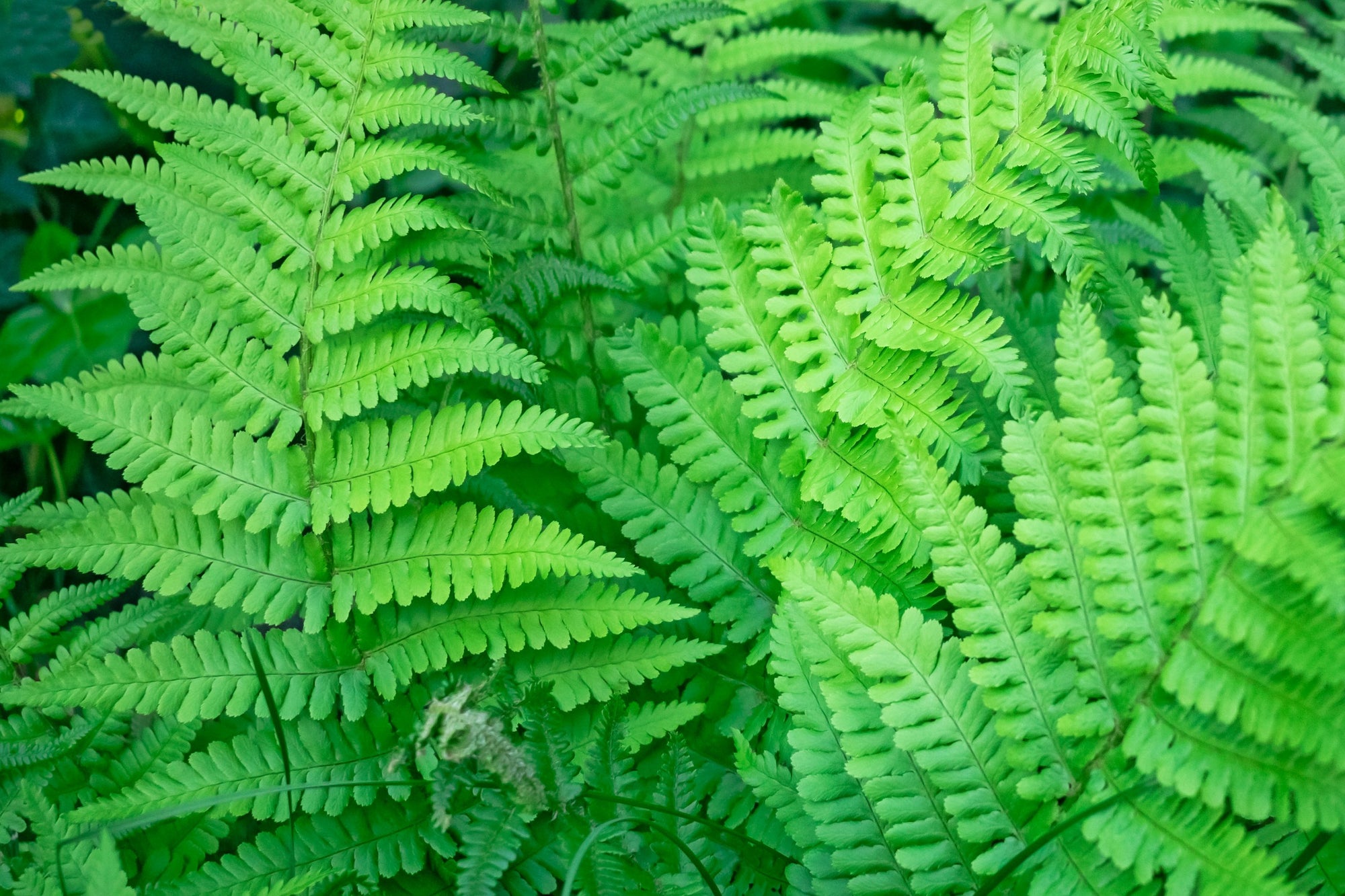 Ferns