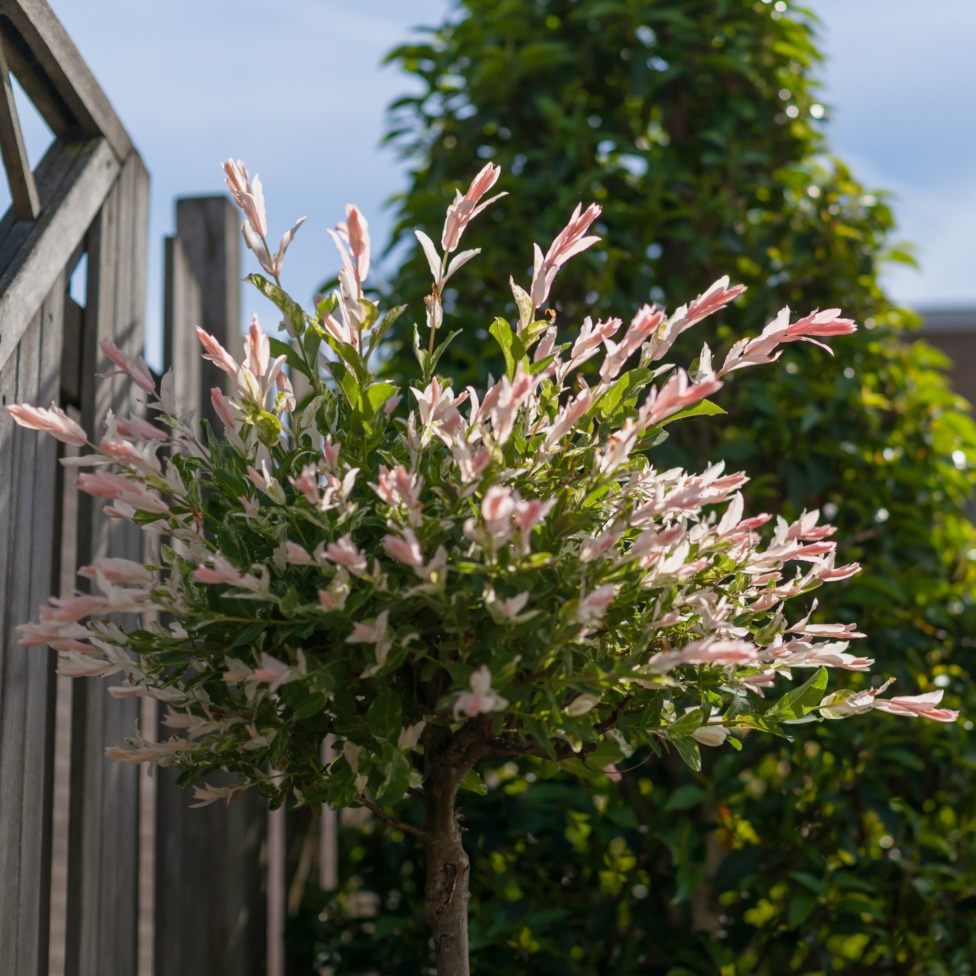 Salix Trees