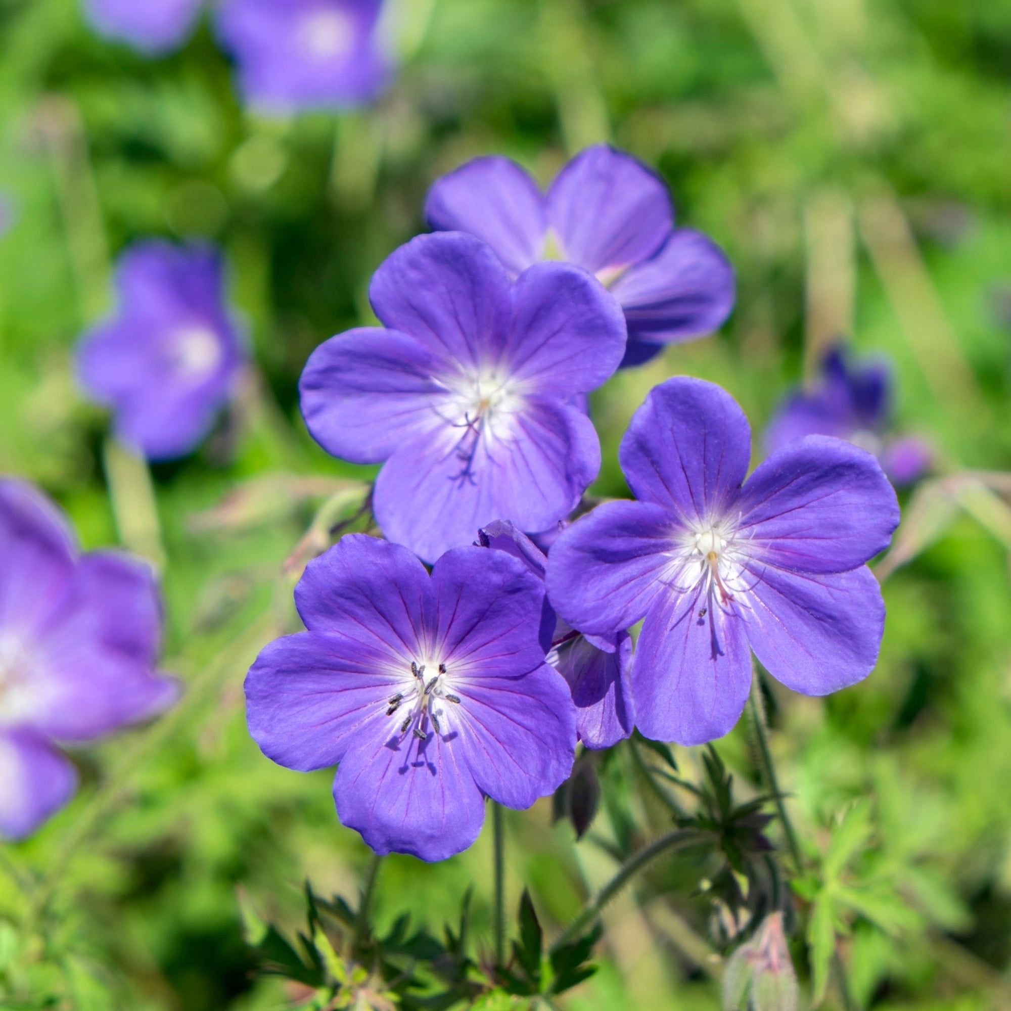 Geraniums