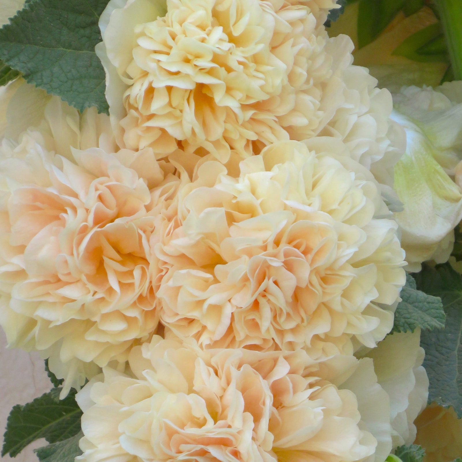 Cottage Garden Perennials