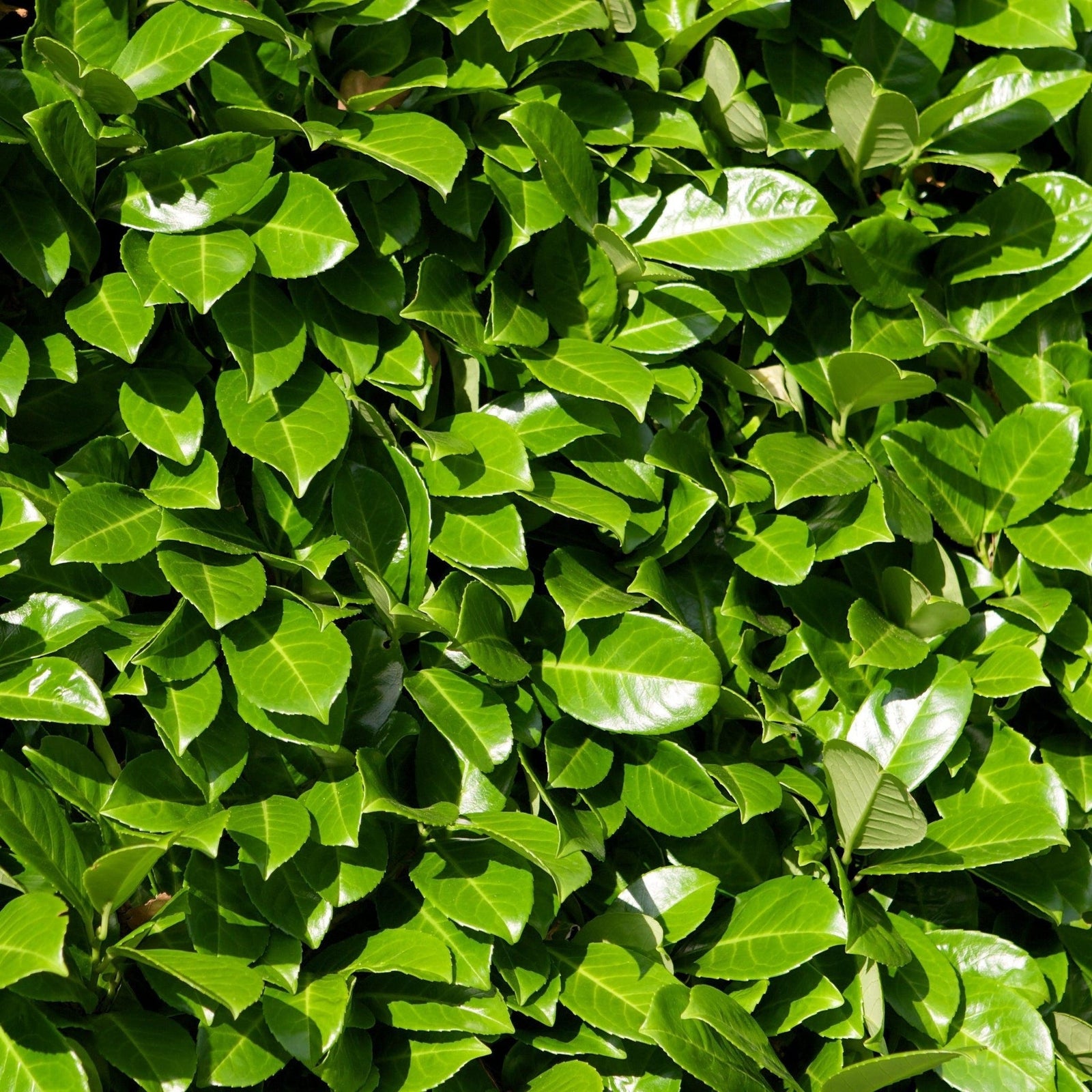 Evergreen Hedging
