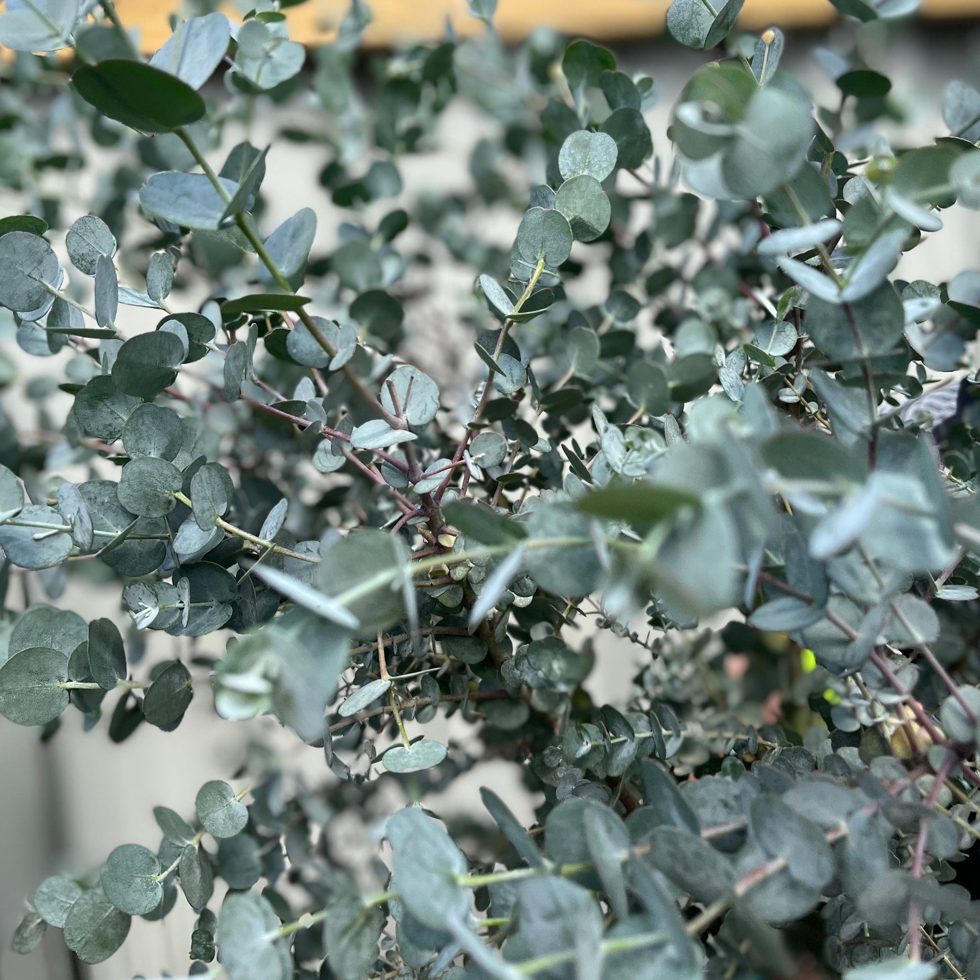 Eucalyptus Trees