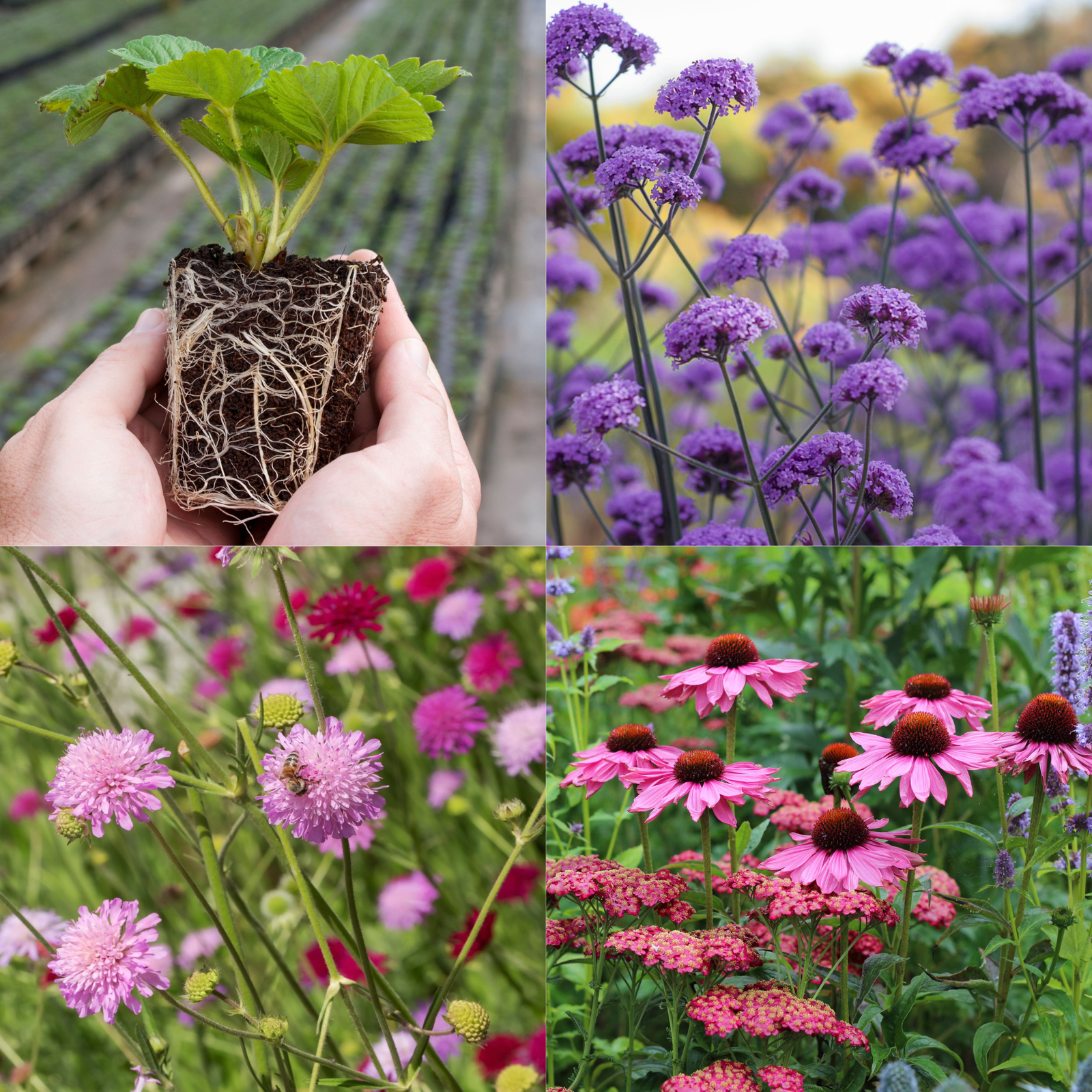 Young Perennial Plants