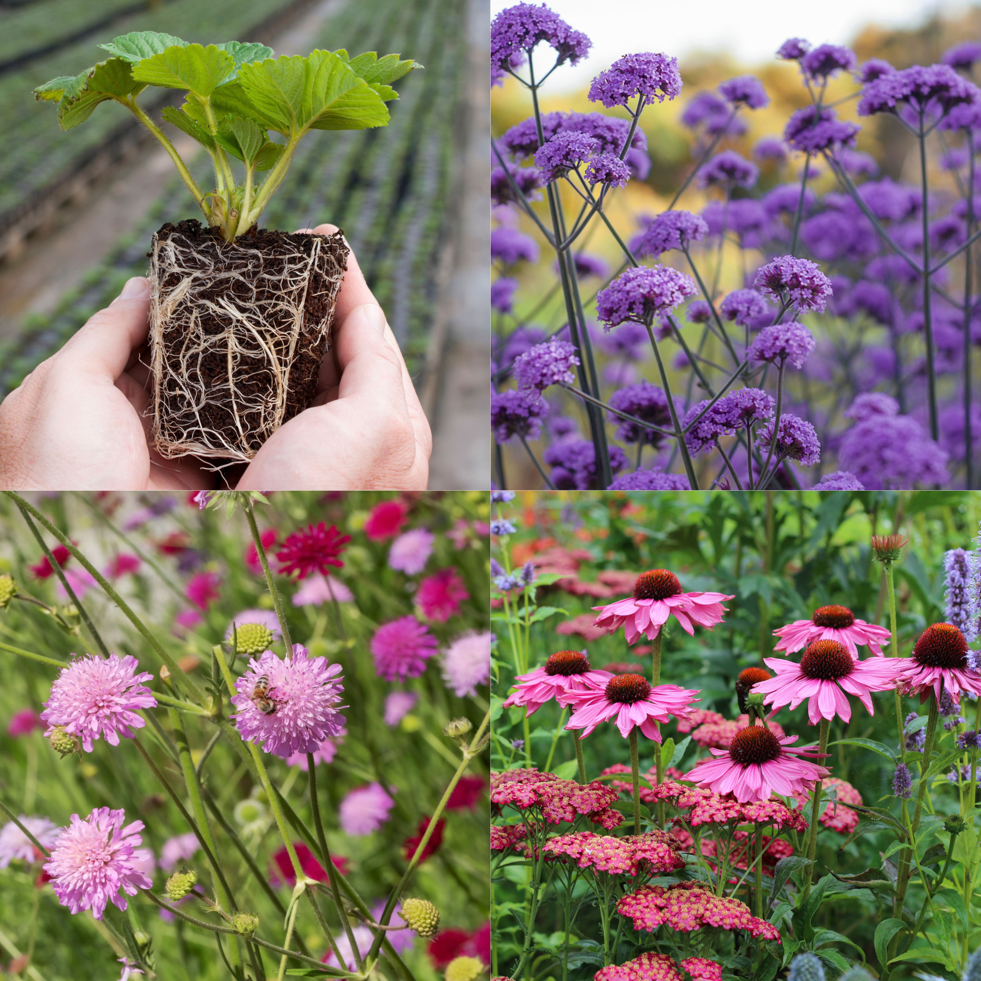 Young Perennial Plants