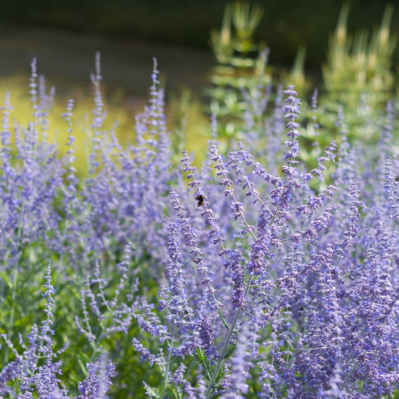 Perovskia (Russian Sage)