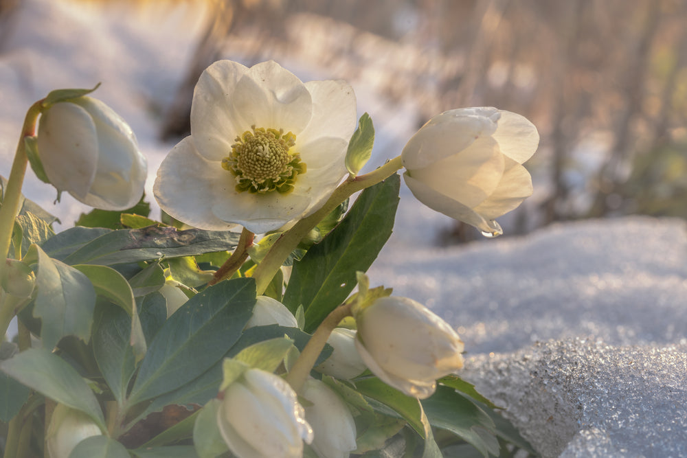 Flowering In: January