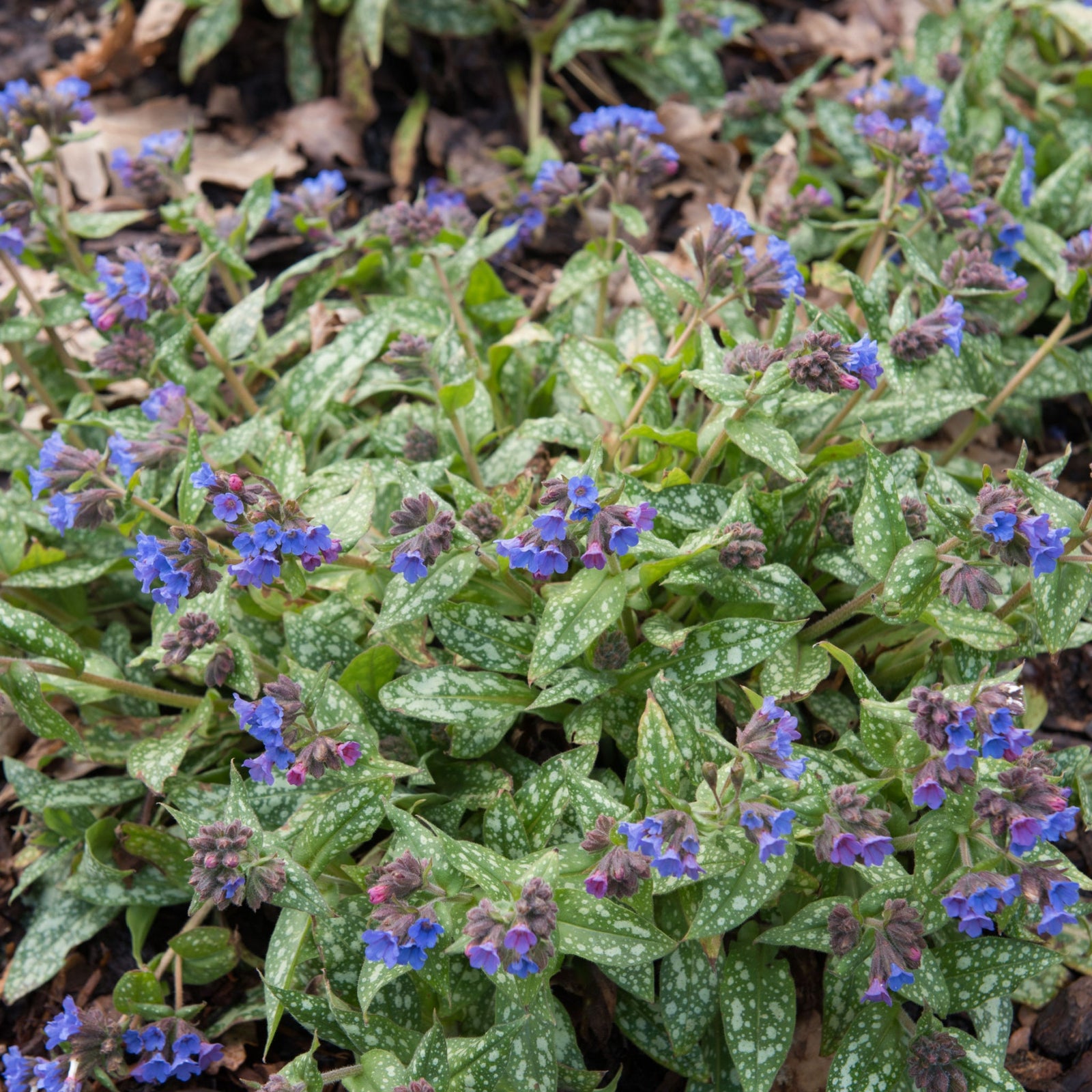 Pulmonaria