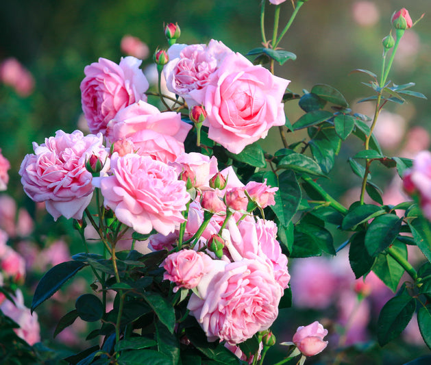 Buy 3 Potted Roses for £39.99