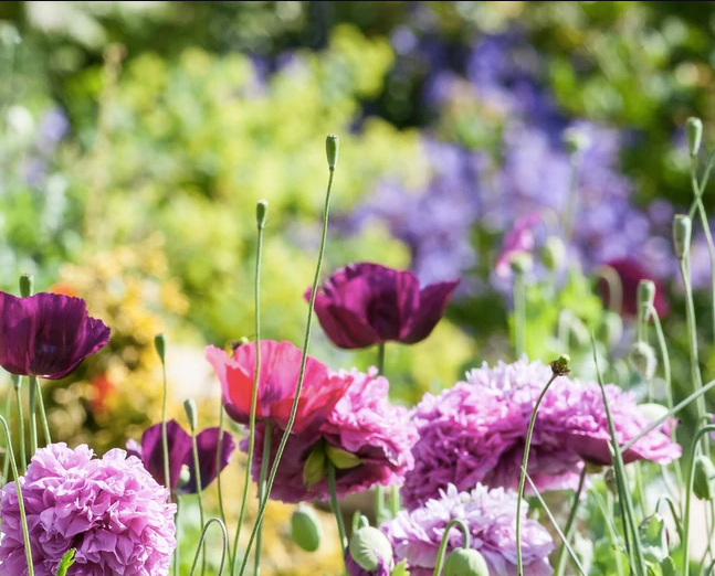 Garden plants sales