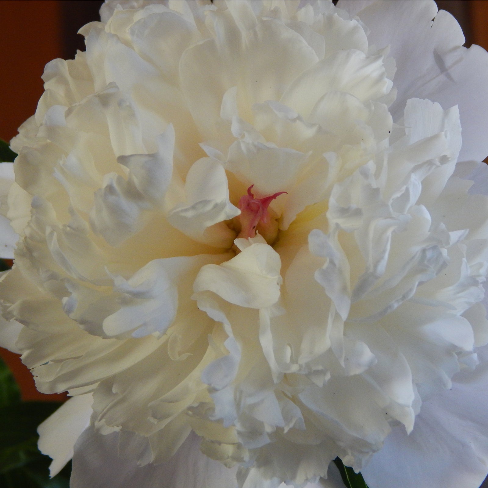 Peony