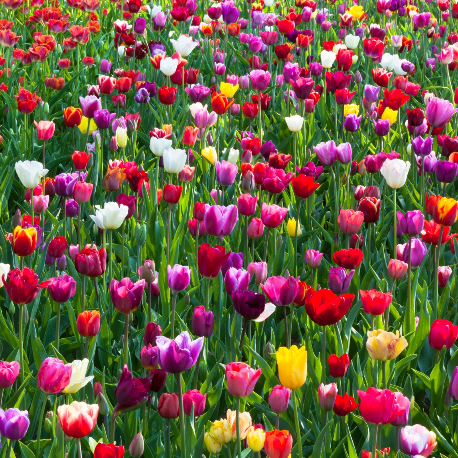 Tulips