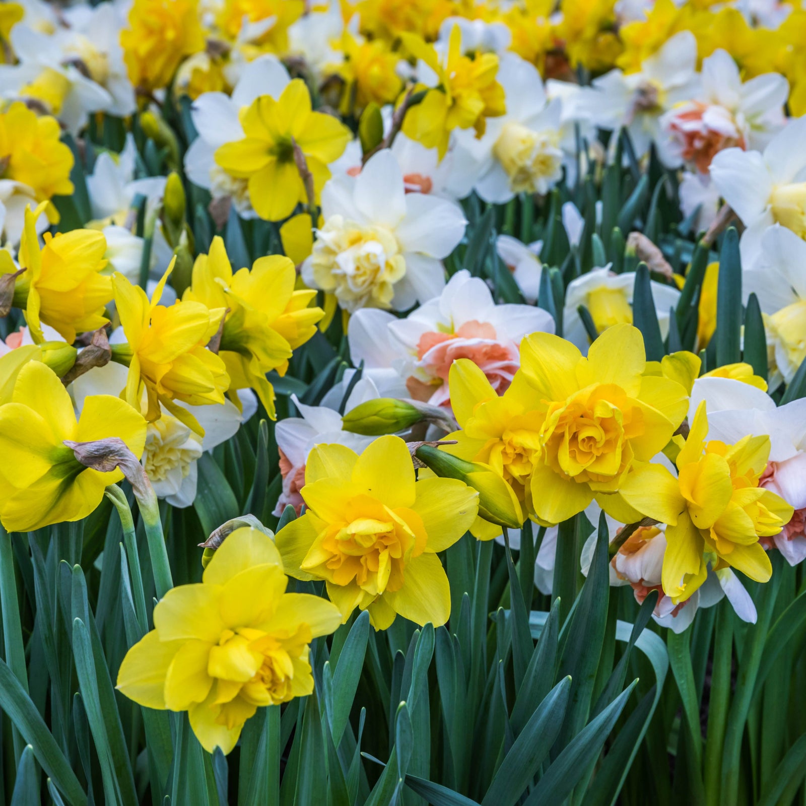 Daffodils