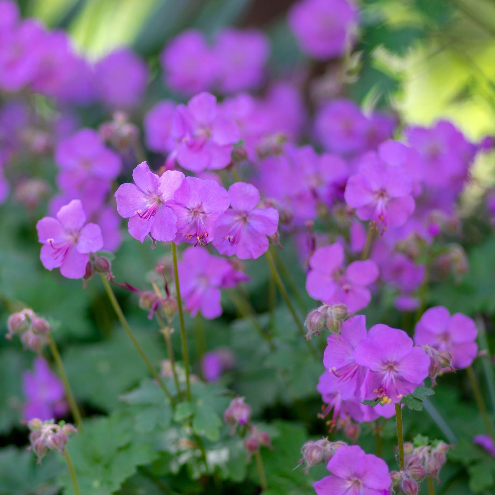 Perennials for clay soil