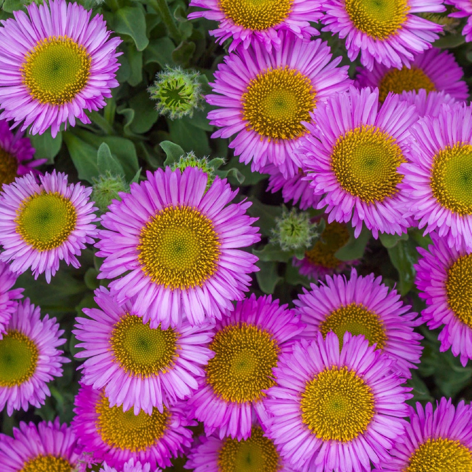 Low maintenance Perennials