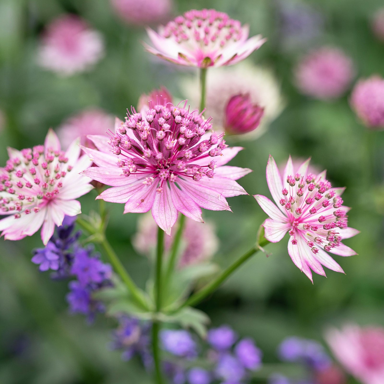 Astrantia