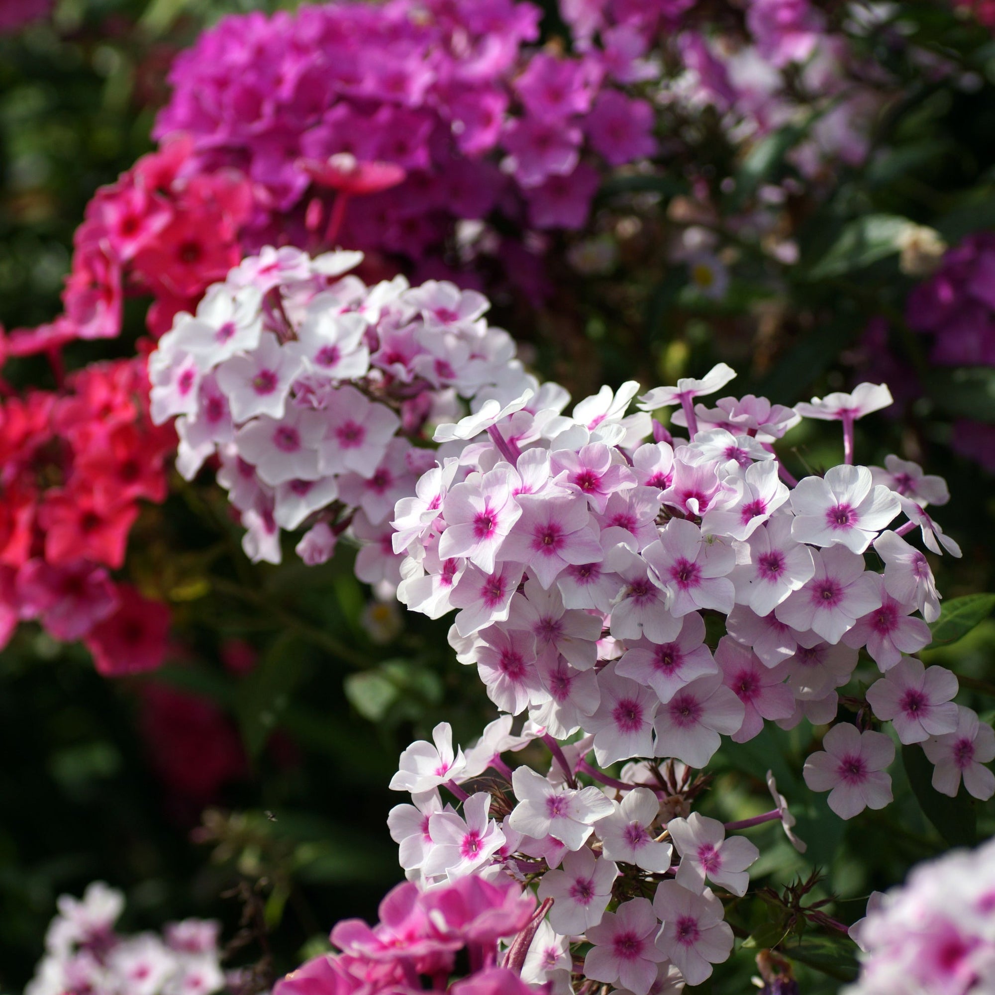 Phlox
