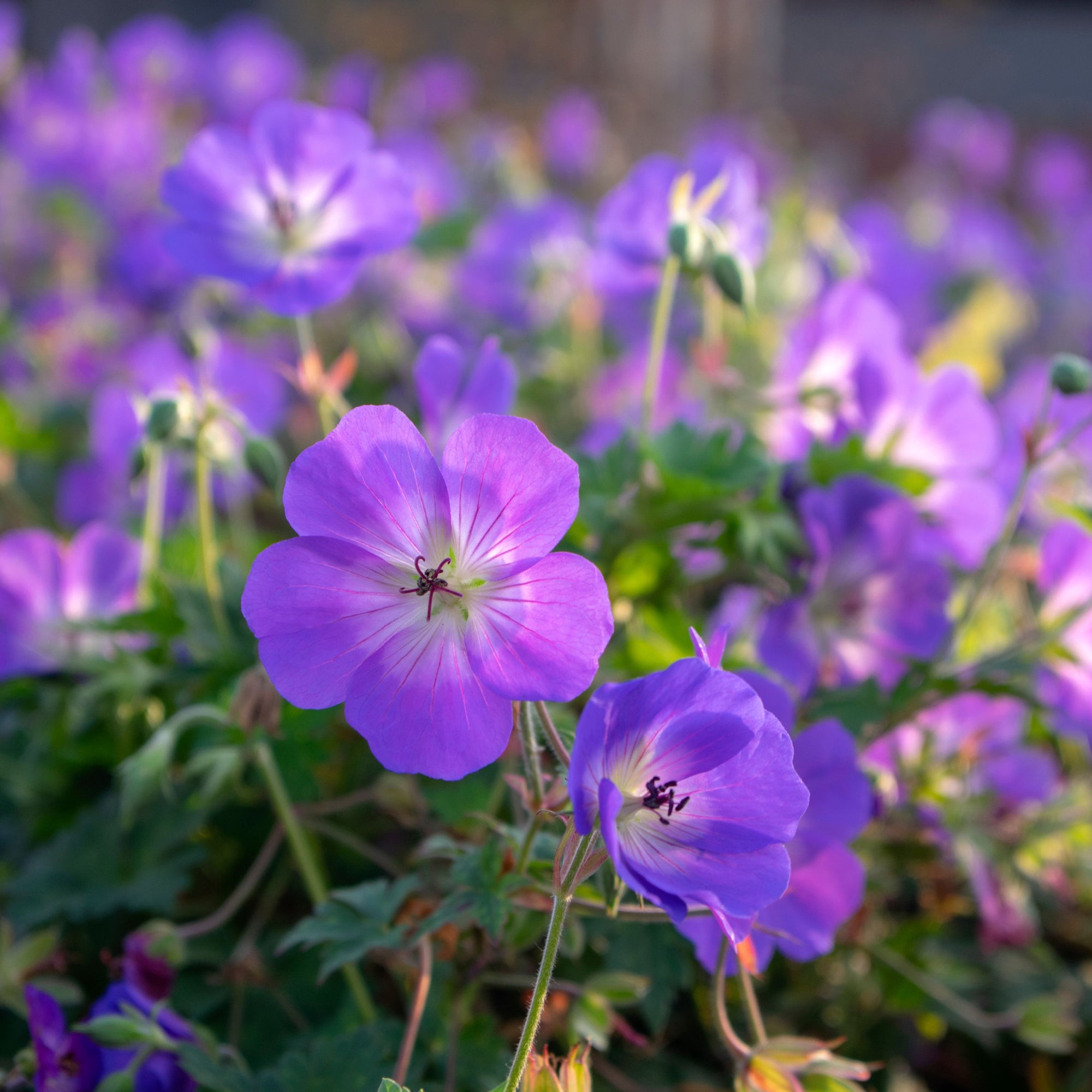 Low Maintenance Perennials