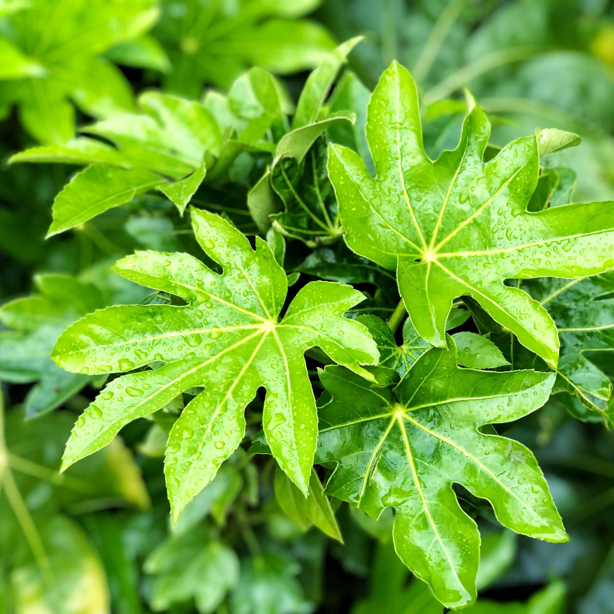 Shrubs for shade
