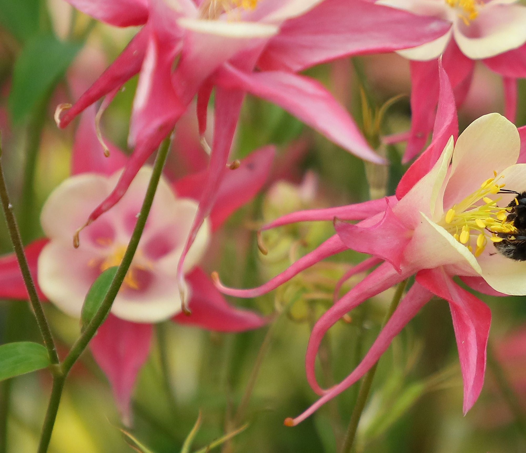 Aquilegia