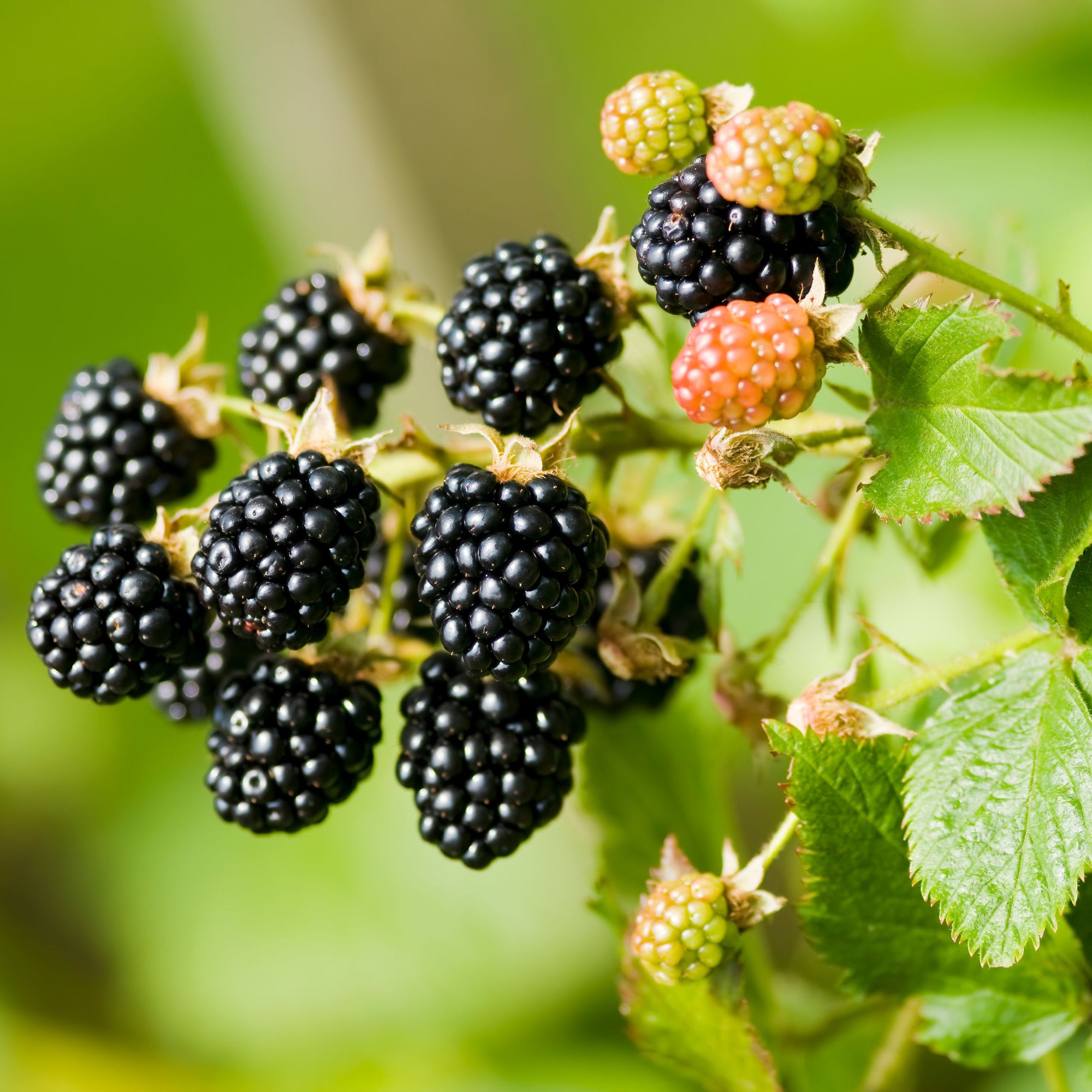 Blackberry