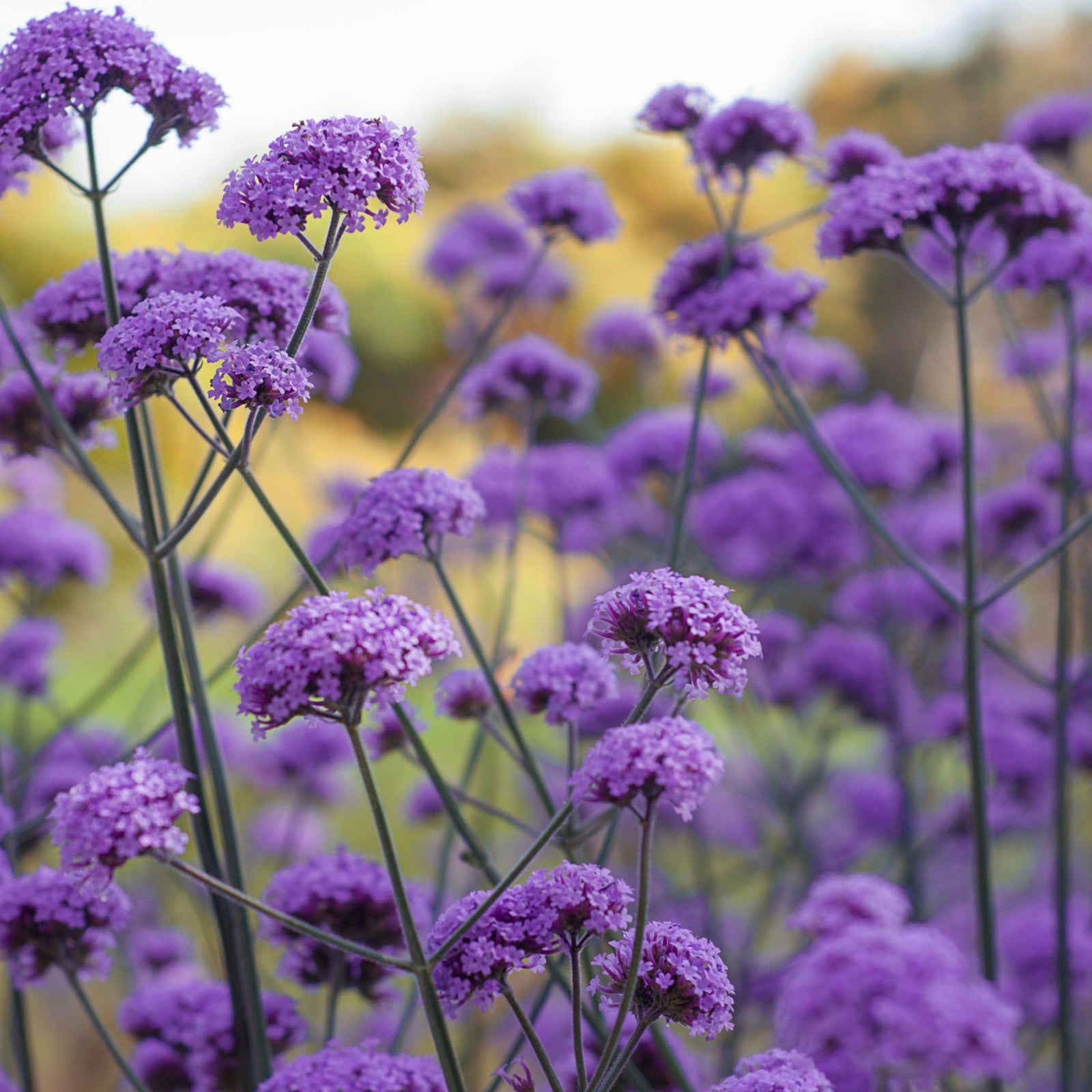 Perennials for back of border