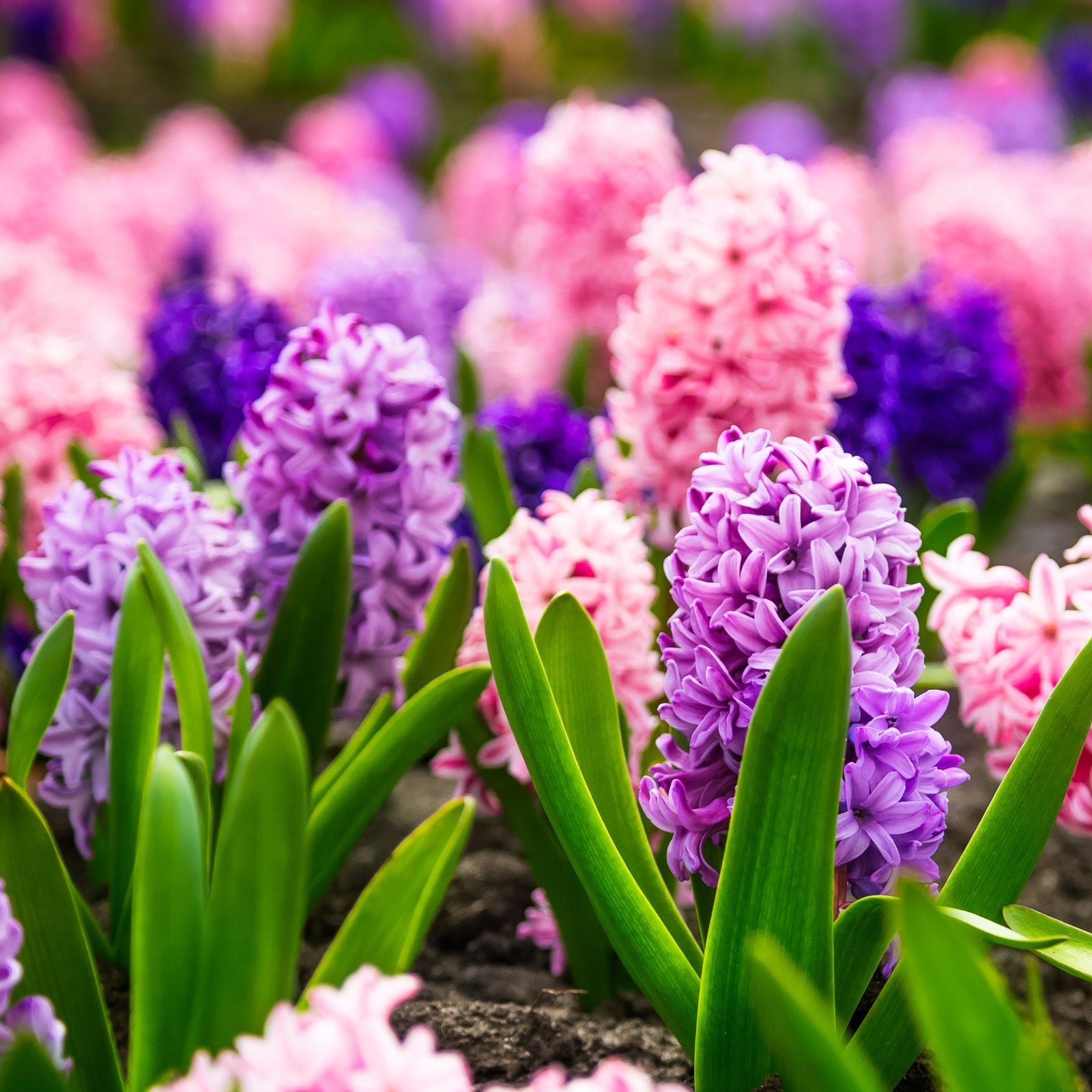 Hyacinth