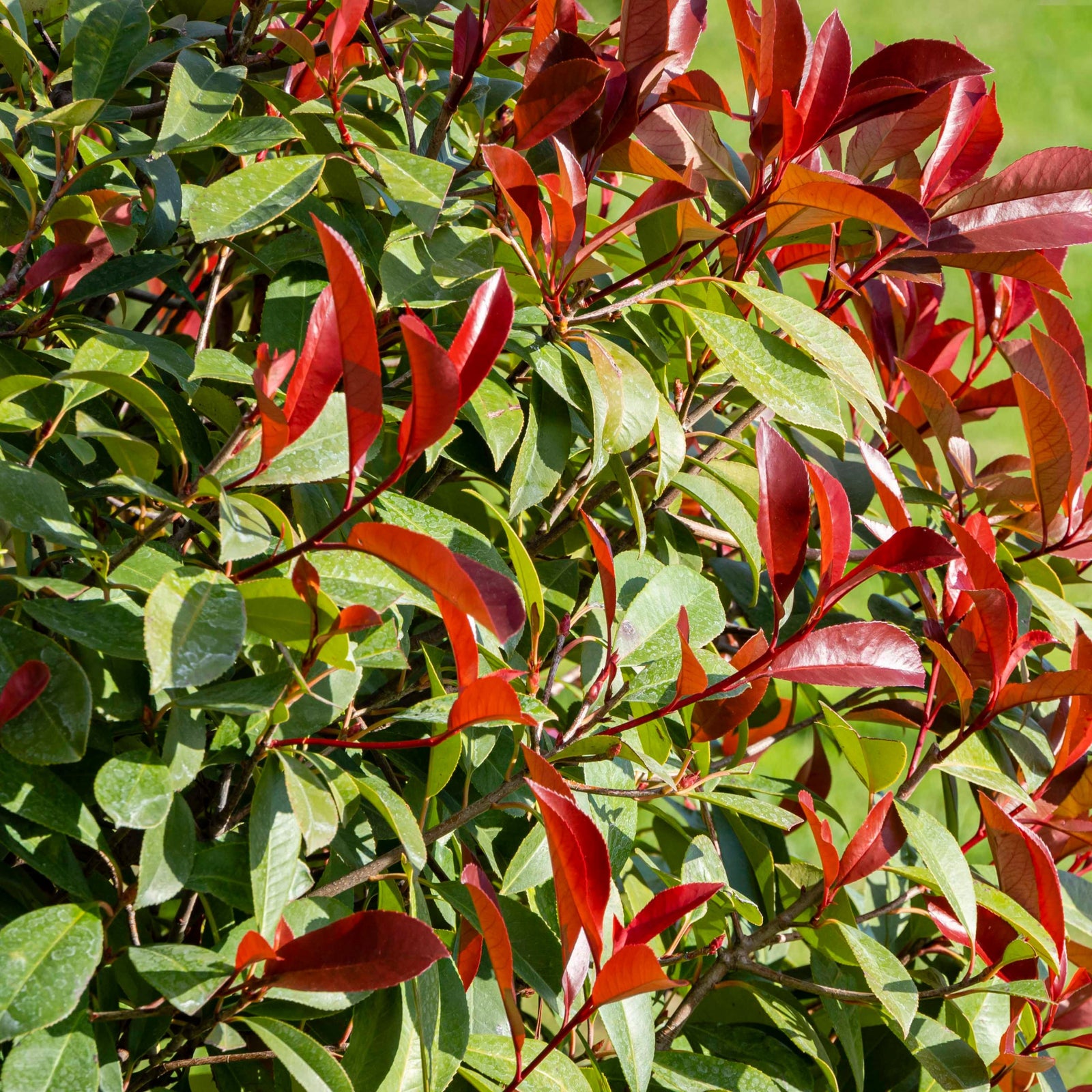 Photinia