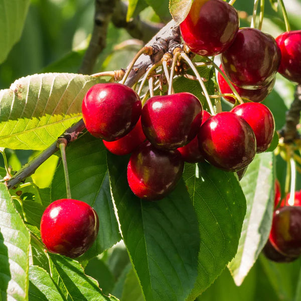 Cherry Trees