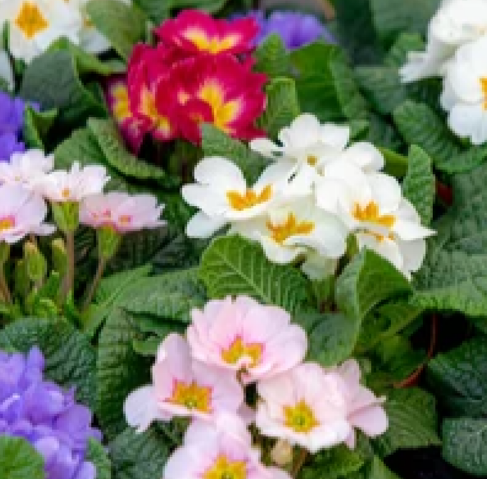 Primrose (Primula)