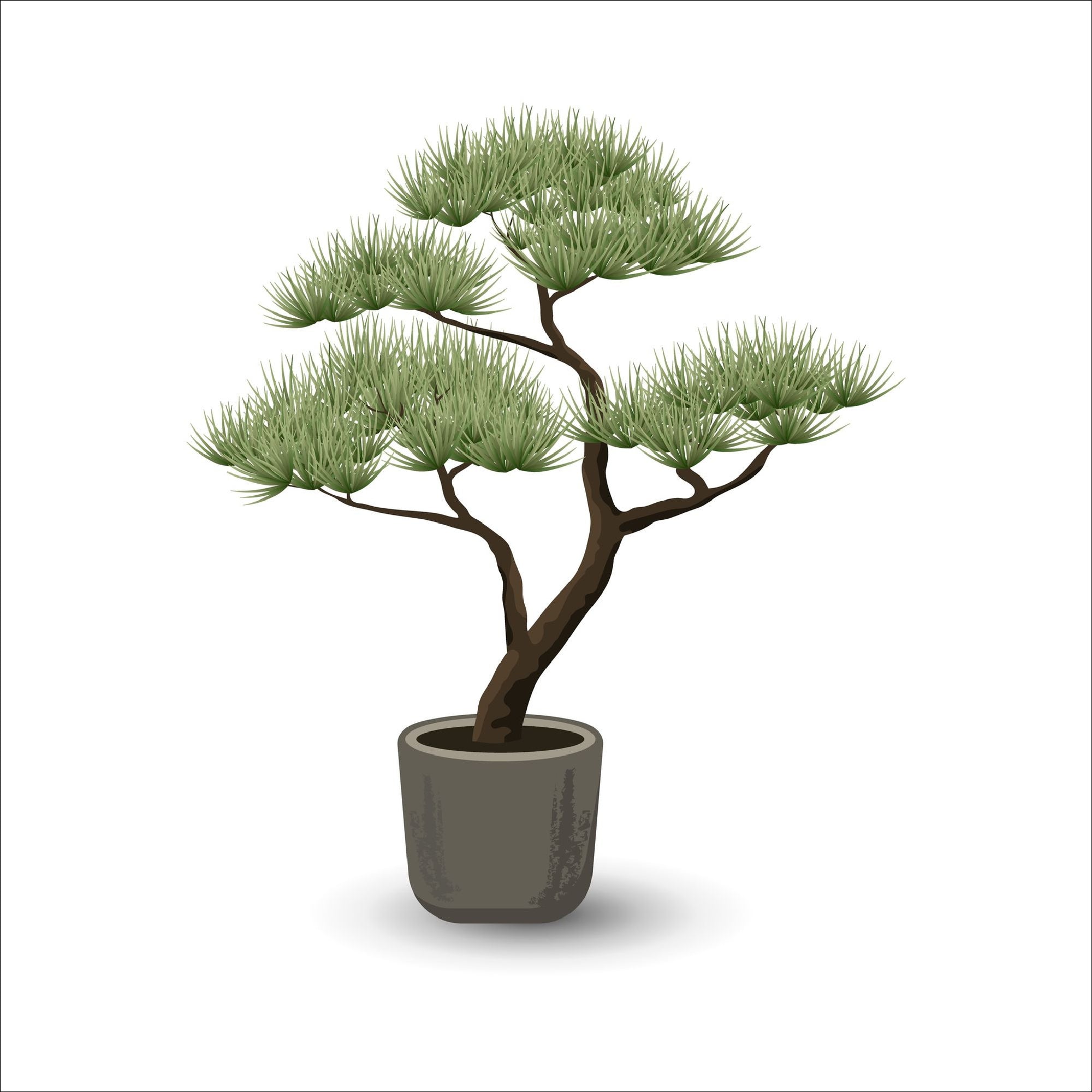 Mature Plants