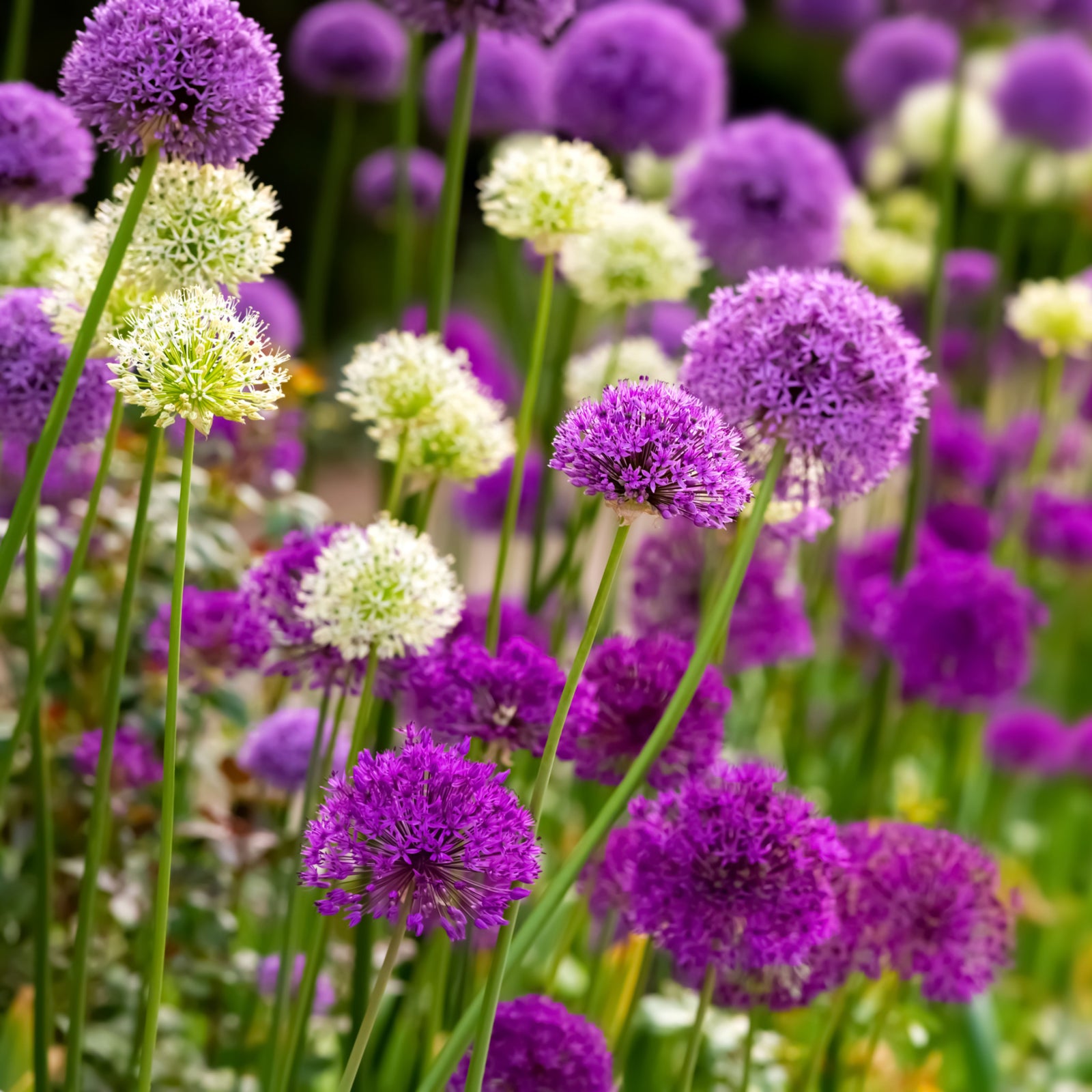 Allium