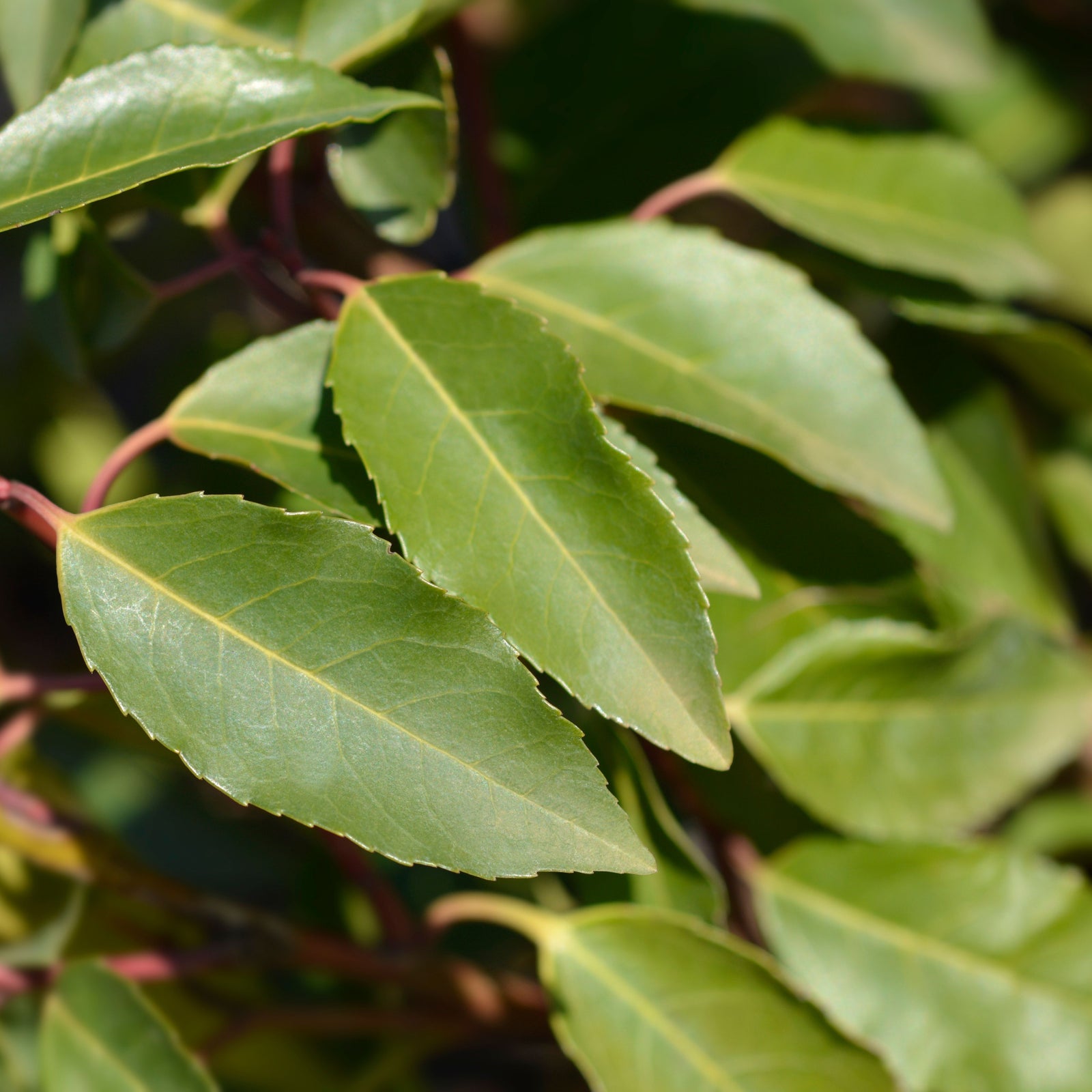 Portuguese Laurel (Prunus Lusitanica)