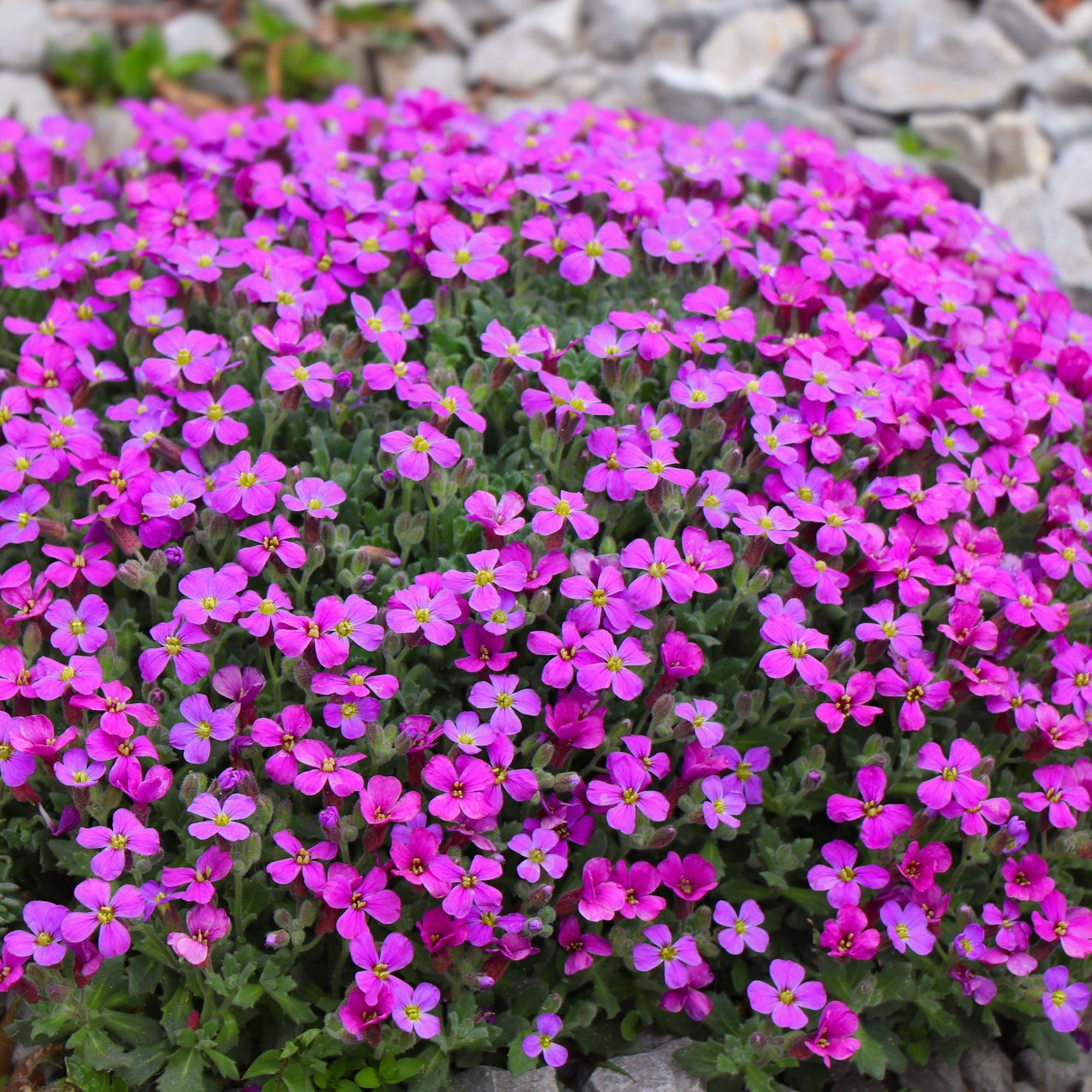 Low growing perennials