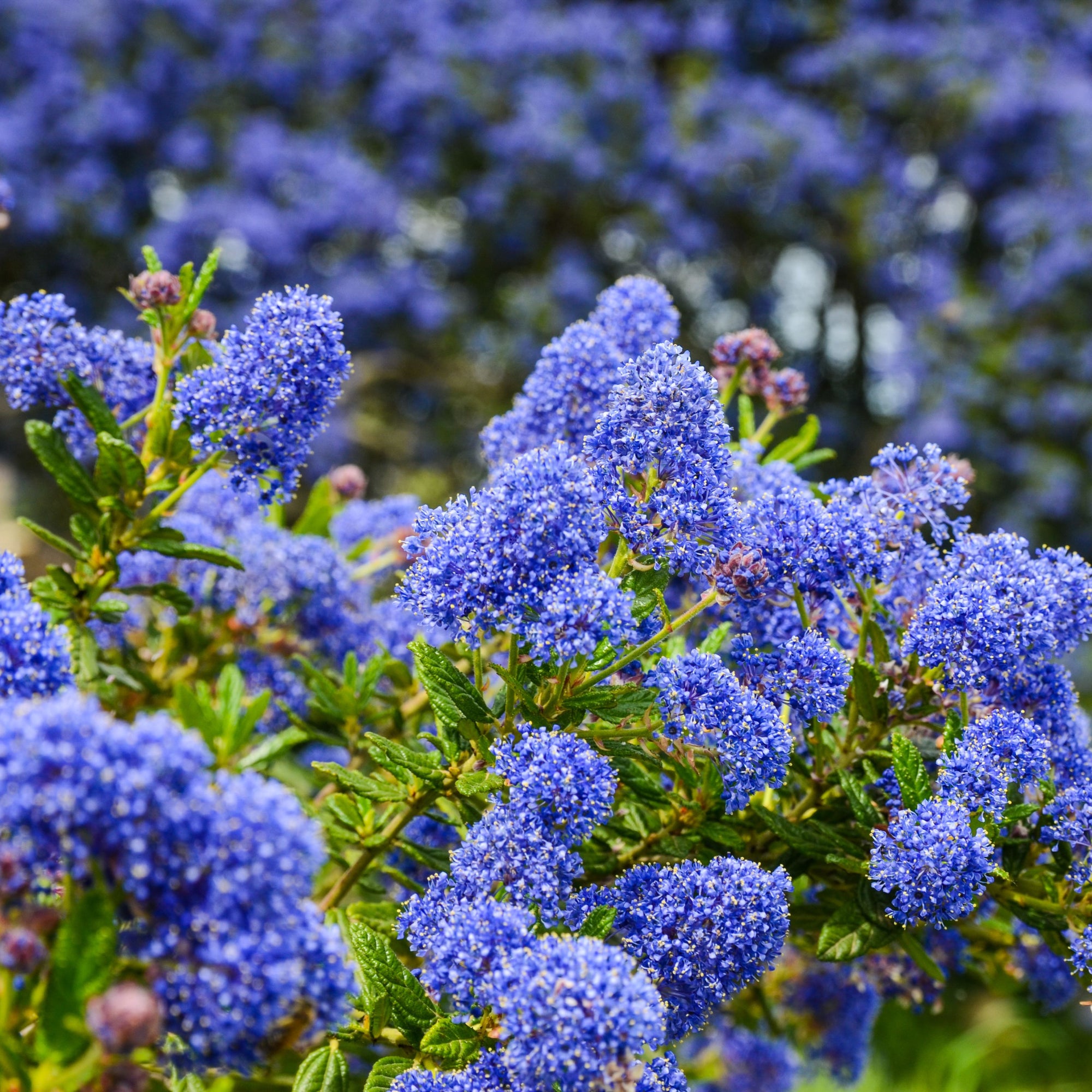 Shrubs for pollinators