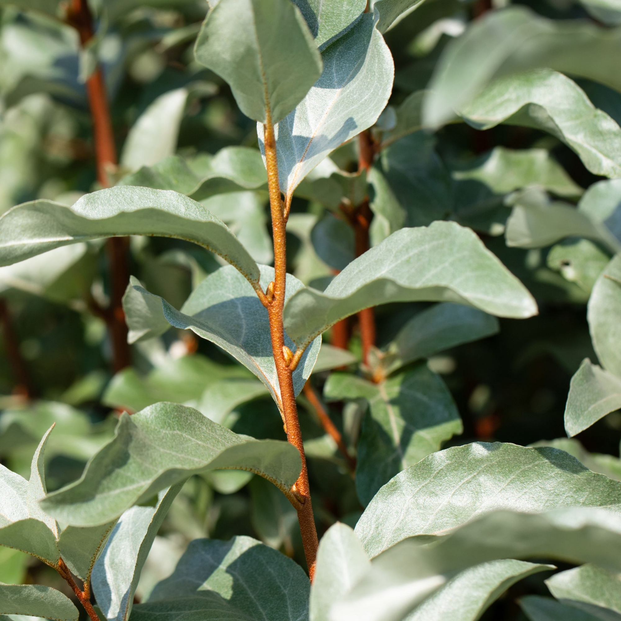 Elaeagnus Trees
