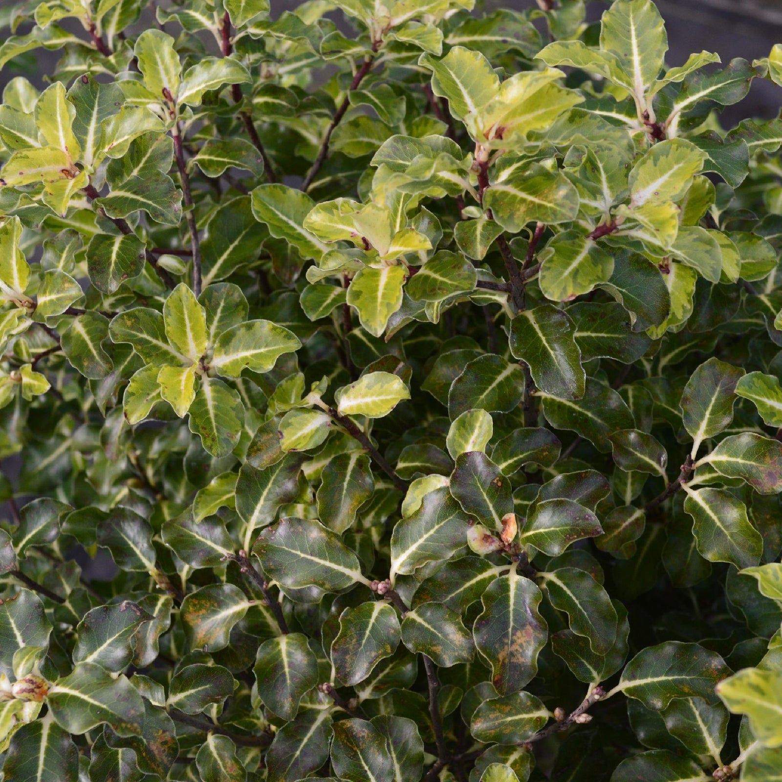 Pittosporum