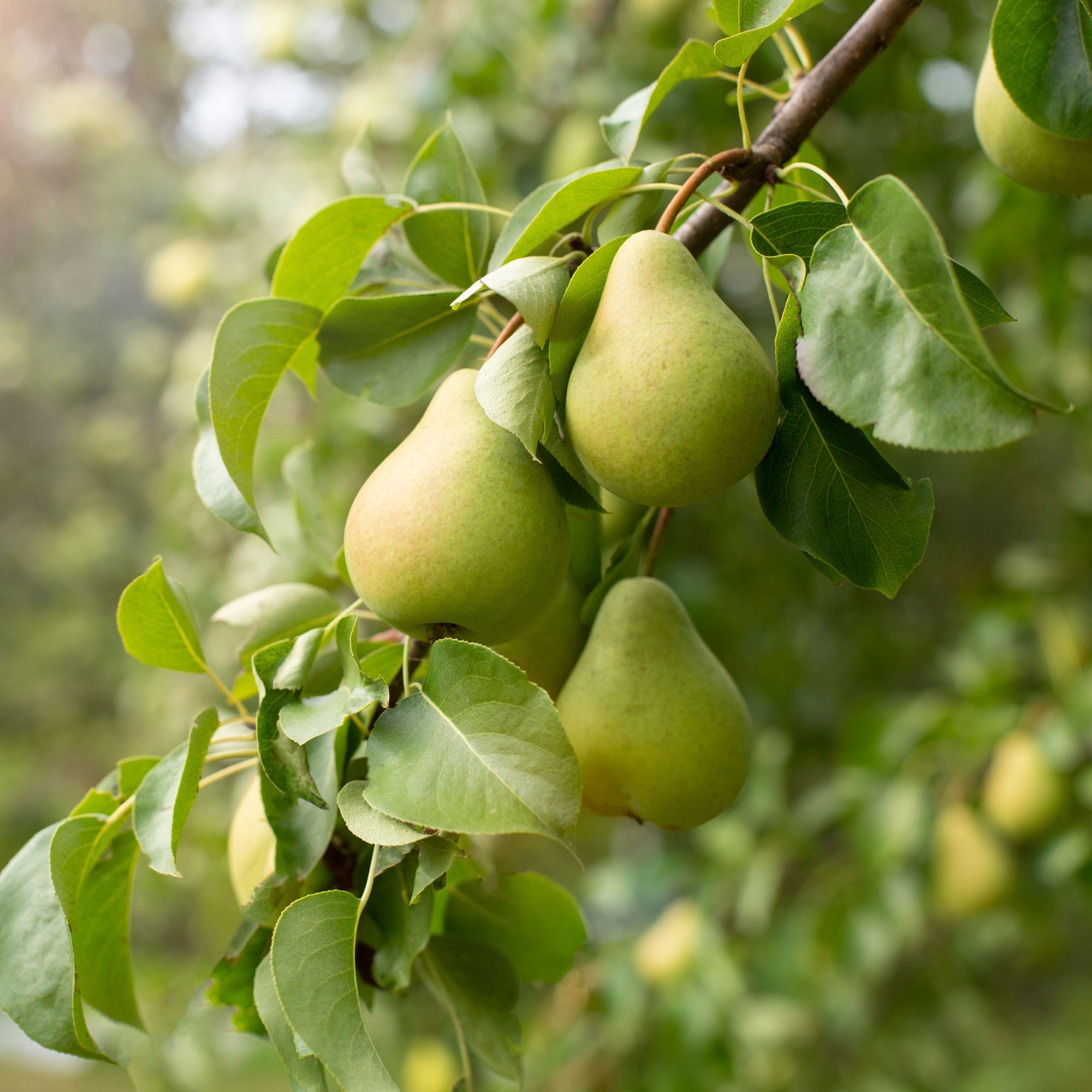 Pear Trees