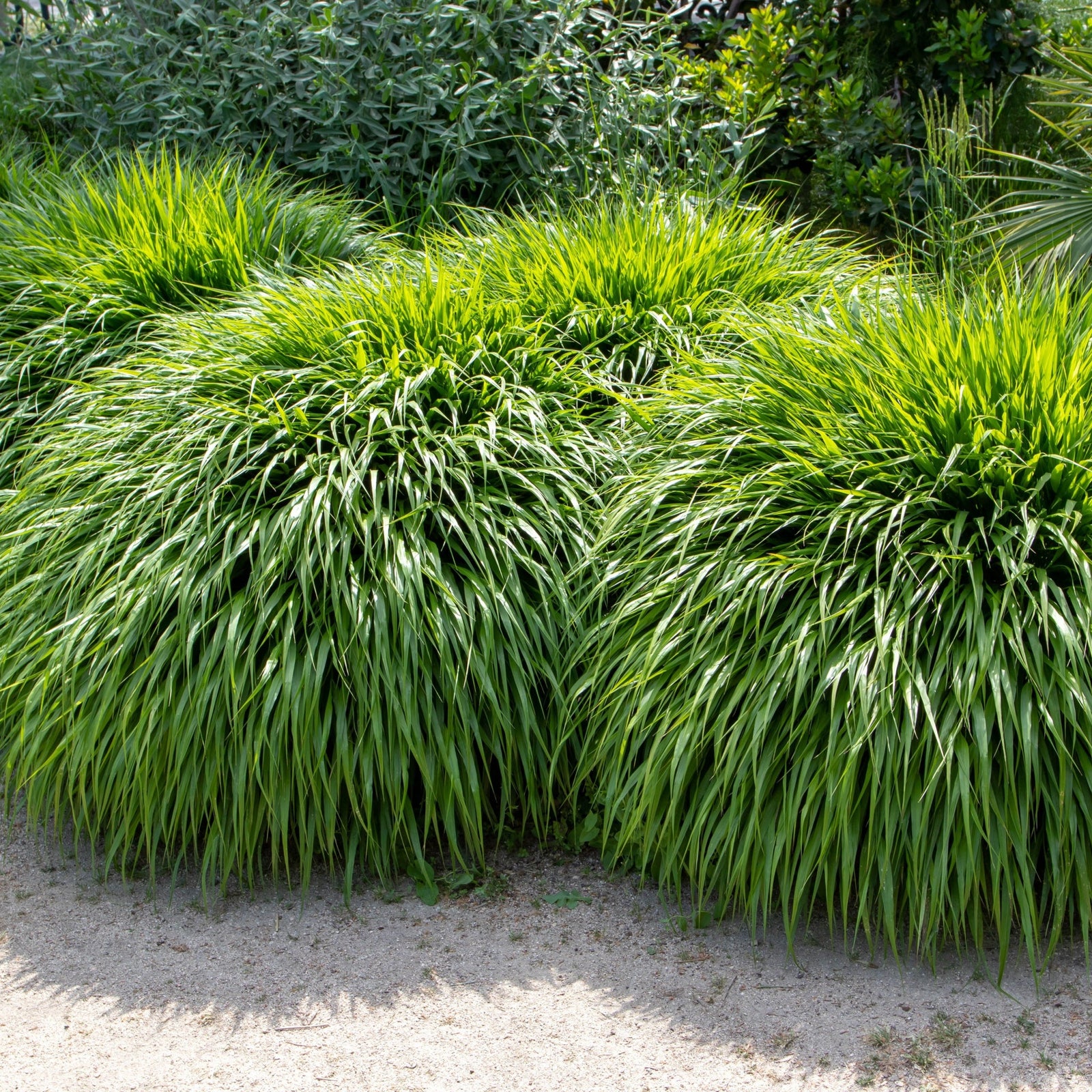 Hakonechloa