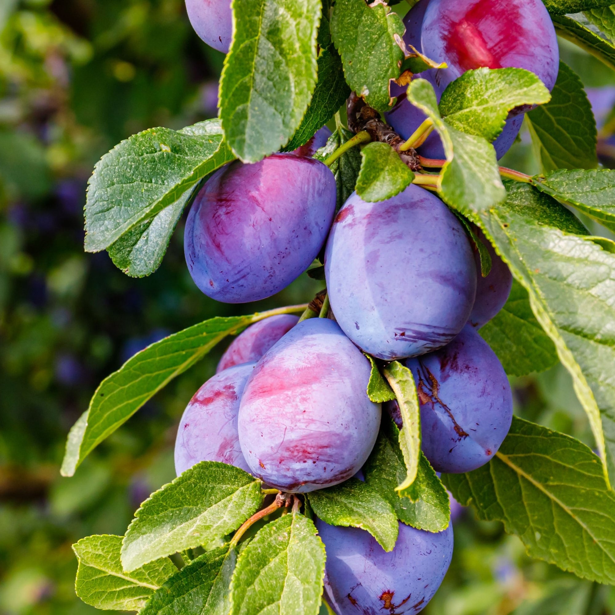 Plum Trees