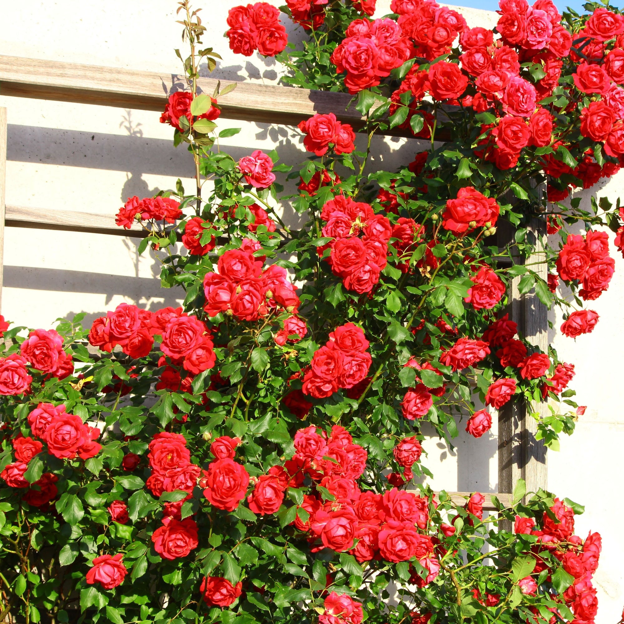 Climbing Roses