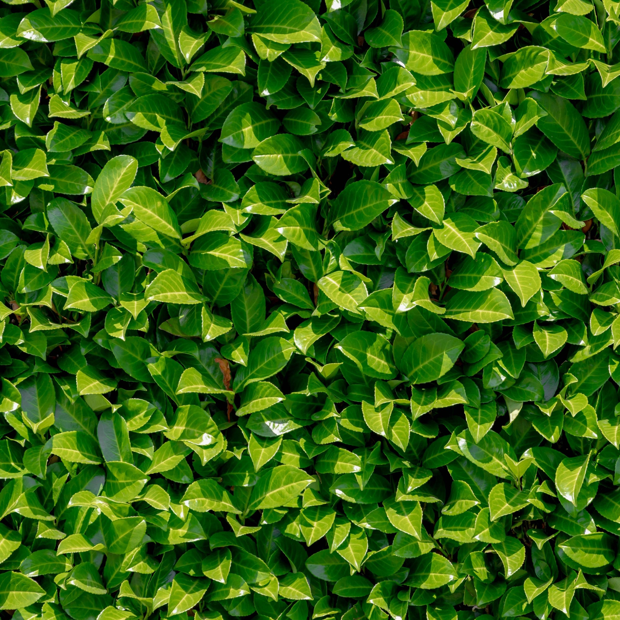 Cherry Laurel (Prunus Rotundifolia)