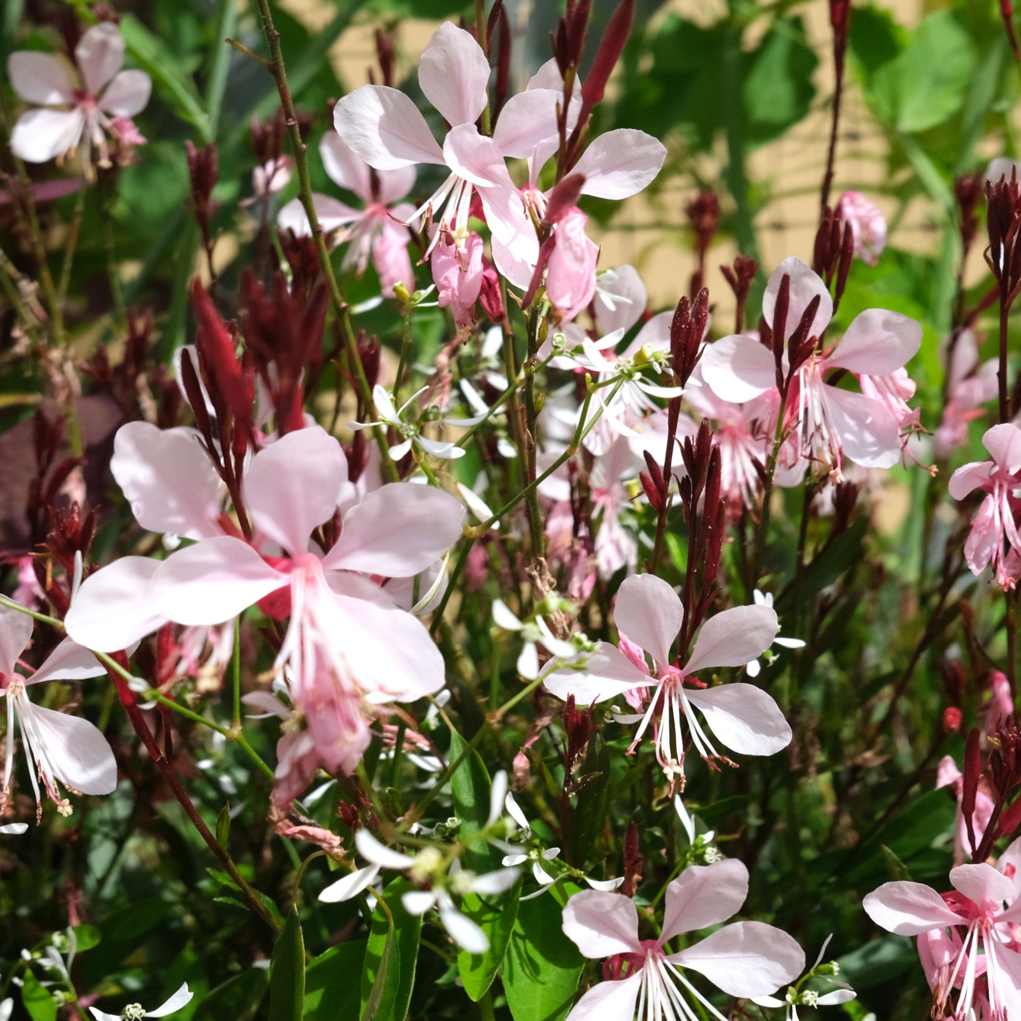 9cm/1L Perennials