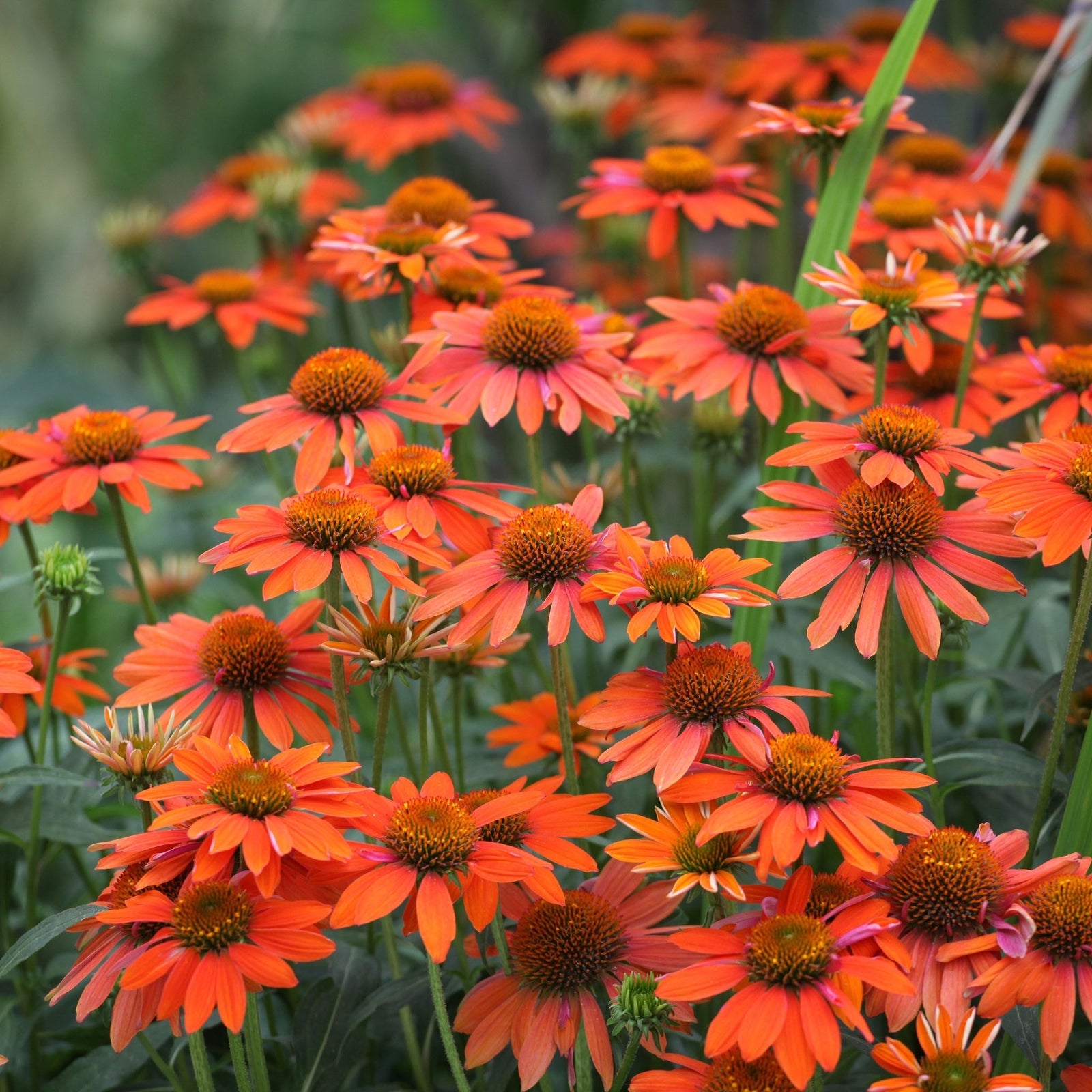 Perennials attractive to Pollinators